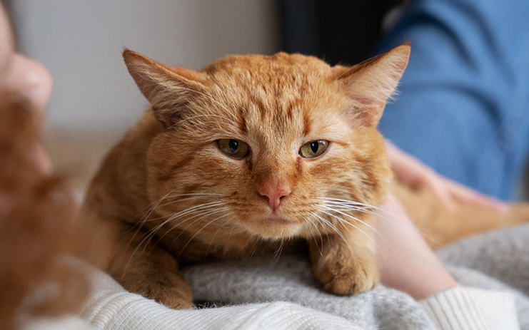 Enfermedad renal felina